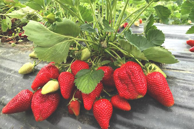 fragole